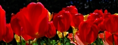 Tulipanes de bariloche (argentina- novi 2010)