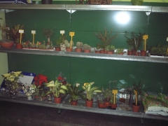 Mecanoestant - foto 18