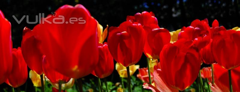 Tulipanes de Bariloche (Argentina).