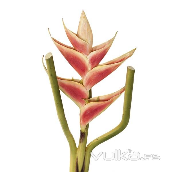 Flores artificiales. Flor heliconia artificial 80 - La Llimona home