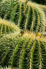 Pster. conjunto cactus redondos por wifred llimona en la llimona foto