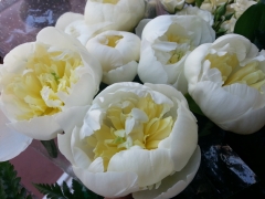 Peonias blancas