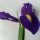 Iris morado