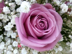 Rosa cool water