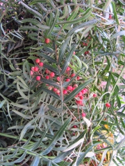 Falsa pimienta