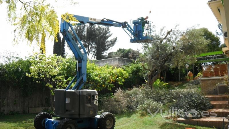 Poda de arboles y palmeras.