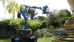 Poda de arboles y palmeras