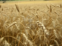 AGROPECUARIA