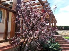 Jardineria-jardines del sur