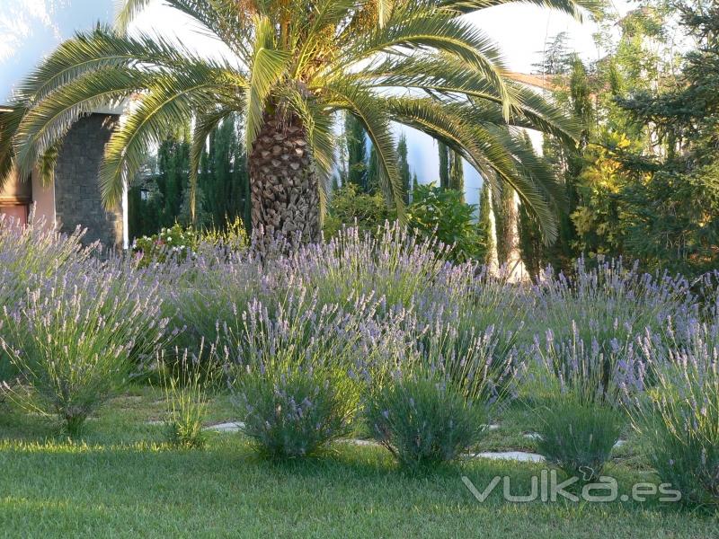 Bordura de lavanda en jardn diseado por Franz Jardinand