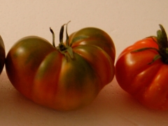 El tomate raf maduro