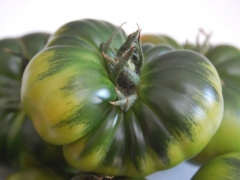 Asi recogemos nuestro tomate raf
