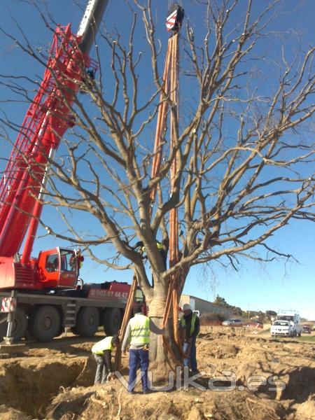 TRANSPLANTE DE ARBOL 1