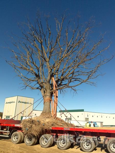 TRANSPLANTE DE ARBOL 2