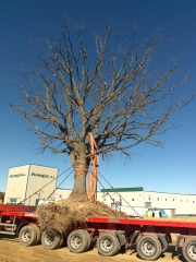 Transplante de arbol 2
