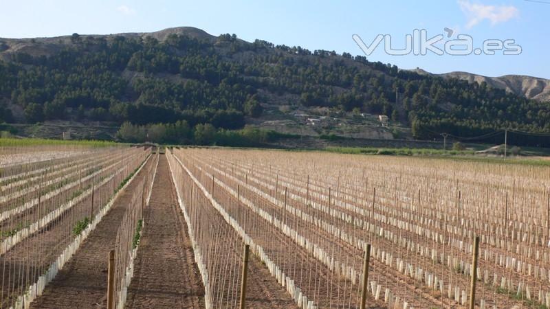 VIVERO DE ARBOL RECIEN PLANTADO