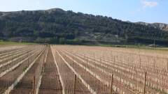 Vivero de arbol recien plantado