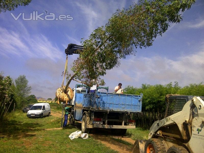 ARBOL EJEMPLAR EN VIVERO