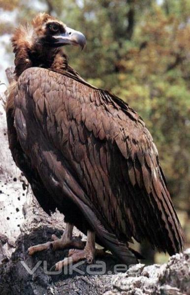 Rutas ornitolgicas en Extremadura, Misierradegata