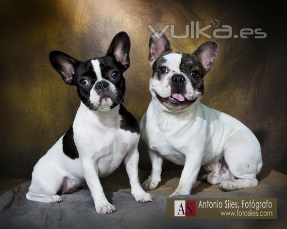 mascotas-el-mejor-amigo-del-hombre-fotografos-de-Almeria-Antonio-Siles