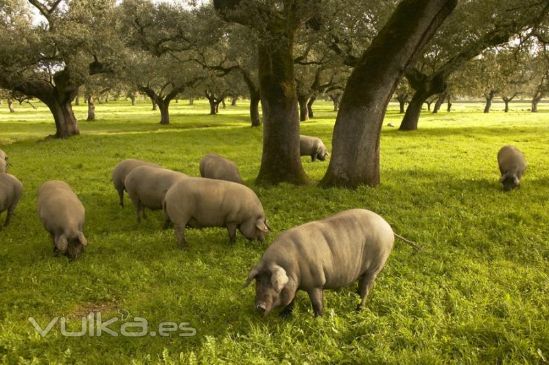 Los cerdos de Jamones CJ