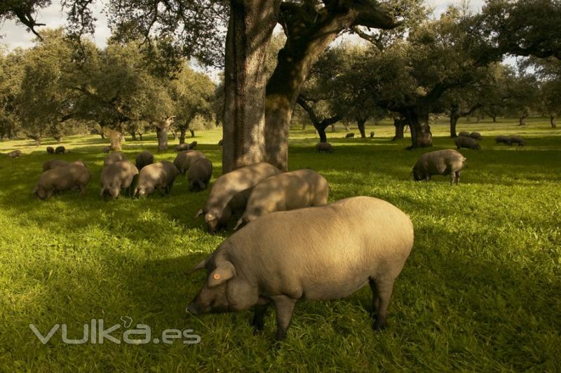 Los cerdos ibricos de ADRA Pata Negra