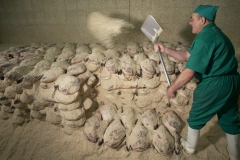 Proceso de elaboración de los jamones ibéricos de ADRA Pata Negra