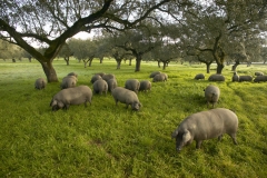 Los cerdos ibéricos de ADRA Pata Negra
