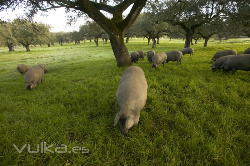 Los cerdos ibéricos de ADRA Pata Negra