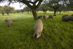 Los cerdos ibericos de adra pata negra