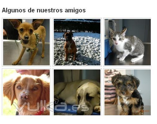 Algunos de nuestros de amigos