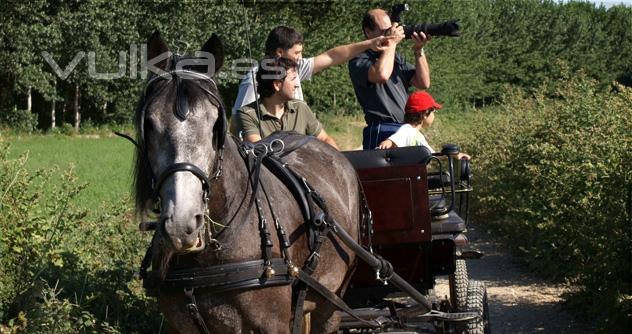 Paseos en carruaje de caballos