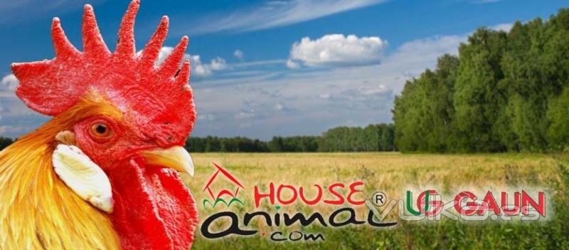 Amplia gama de productos para aves, poultry, volailles