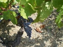 uva de viñedo viejo