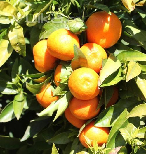 Mandarinas variedad Clemenules, considerada la mejor del mundo