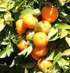 Mandarinas variedad clemenules, considerada la mejor del mundo