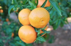 Considerada la mejor mandarina del mundo, la clemenules