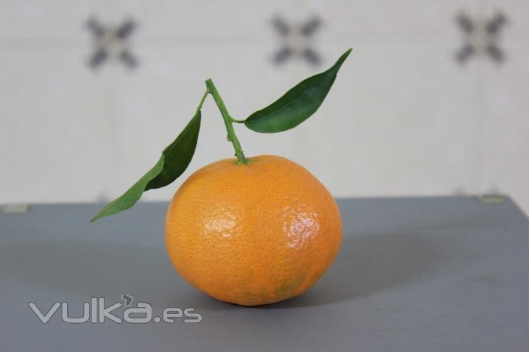 Mandarina variedad Clemenules cultivada en Nules