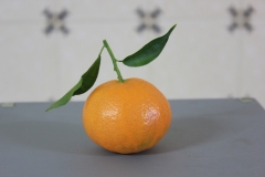 Mandarina variedad clemenules cultivada en nules