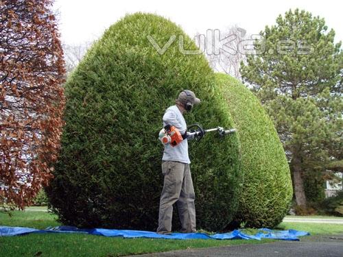 Pongase en manos de expertos jardineros.