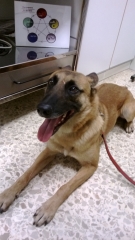 Acupuntura veterinaria