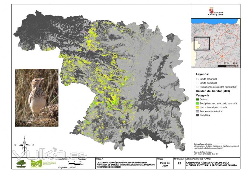 Modelos predictivos distribución fauna (alondra ricotí)