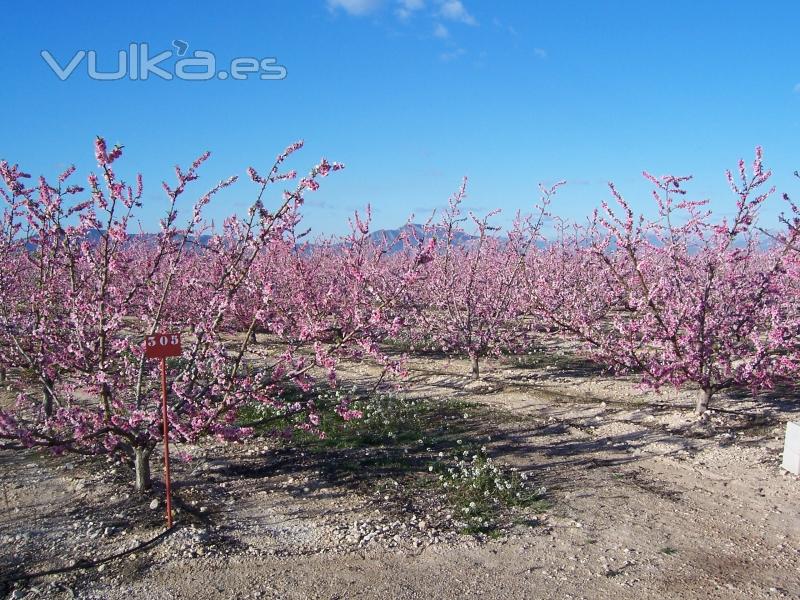 LA VEGA DE CIEZA, SCA