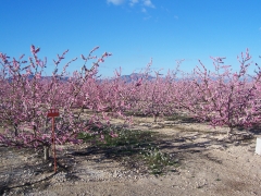 Foto 9 frutales en Murcia - La Vega de Cieza, sca