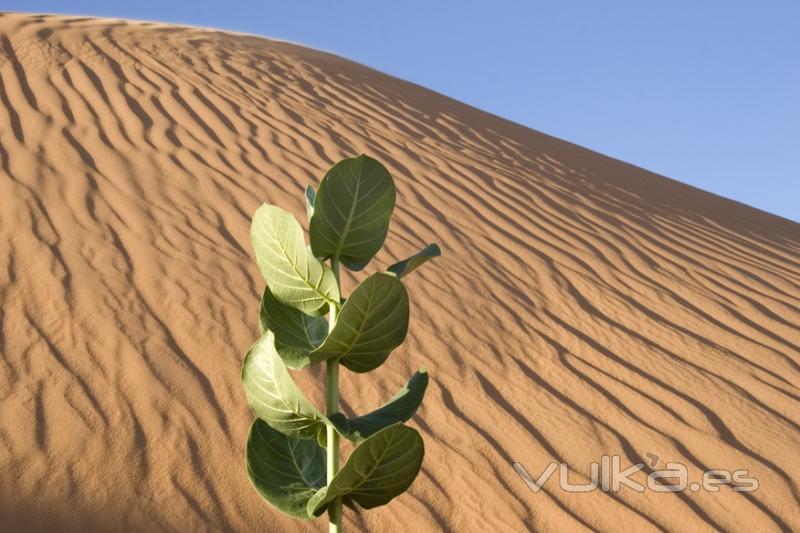 DESIERTO