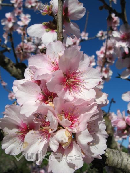 FLOR ALMENDRO