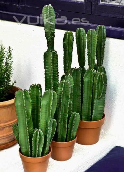 Cactus Decoracin #Los + Naturales de los Artificiales en la tienda online  ArticoEnCasa.com