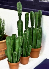 Cactus decoracin #los + naturales de los artificiales en la tienda online  articoencasa.com