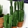 Cactus Decoración #Los + Naturales de los Artificiales en la tienda online  ArticoEnCasa.com