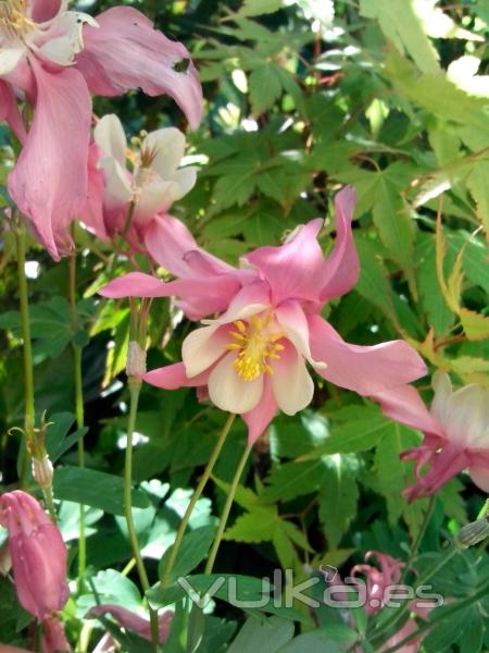 Plantas vivaces como Aquilegia ssp. dan un toque de personalidad en una terraza ajardinada en Lugo